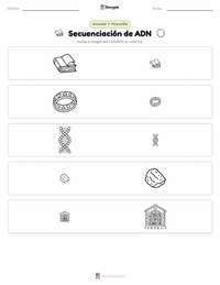 Vista previa de la hoja de trabajo imprimible de Secuenciación de ADN