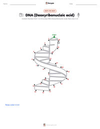 DNA (Deoxyribonucleic acid) printable worksheet preview