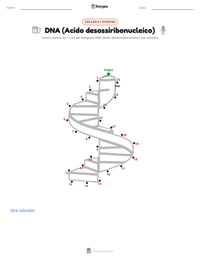 Anteprima della scheda stampabile di DNA (Acido desossiribonucleico)