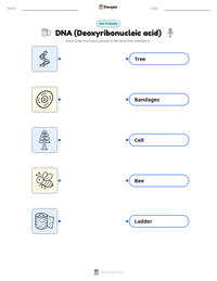 DNA (Deoxyribonucleic acid) printable worksheet for kids