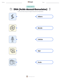 Scheda stampabile di DNA (Acido desossiribonucleico) per bambini
