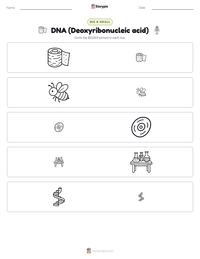 DNA (Deoxyribonucleic acid) printable worksheet preview