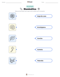 Hoja de trabajo imprimible de Biomimética para niños