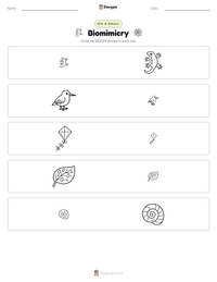 Biomimicry printable worksheet preview