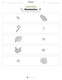 Anteprima della scheda stampabile di Biomimetica