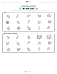 Vista previa de la hoja de trabajo imprimible de Biomimética