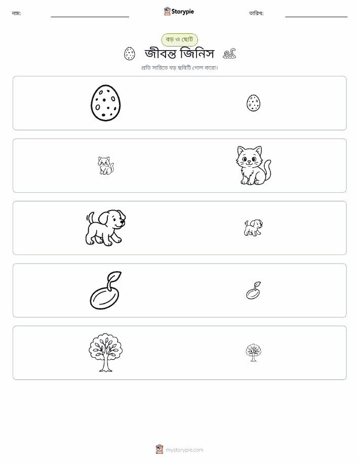 সাজানো