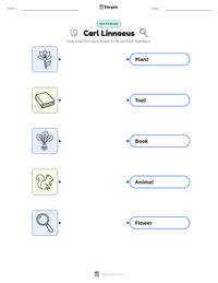 Carl Linnaeus printable worksheet preview