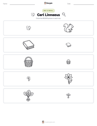 Carl Linnaeus printable worksheet preview