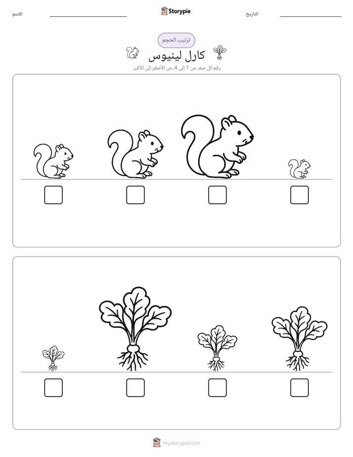 ترتيب الحجم