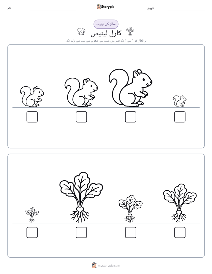 سائز کی ترتیب