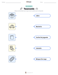 Hoja de trabajo imprimible de Taxonomía para niños