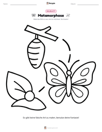 Metamorphose druckbare Arbeitsblatt Vorschau