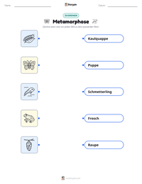 Metamorphose druckbare Arbeitsblatt Vorschau