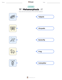 Metamorphosis printable worksheet preview