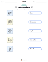 Aperçu de la feuille de travail imprimable Métamorphose