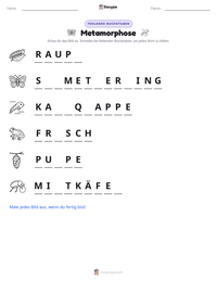 Metamorphose druckbare Arbeitsblatt Vorschau
