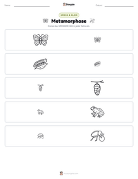 Metamorphose druckbare Arbeitsblatt Vorschau