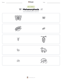 Metamorphosis printable worksheet preview