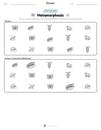 Metamorphosis printable worksheet preview