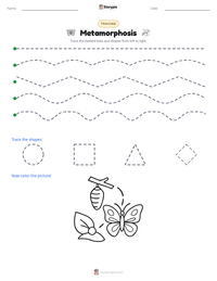 Metamorphosis printable worksheet preview