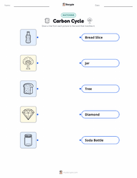 Carbon Cycle printable worksheet for kids
