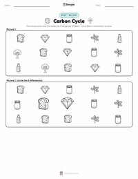 Carbon Cycle printable worksheet preview