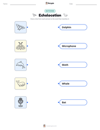 Echolocation printable worksheet preview