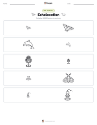 Echolocation printable worksheet preview