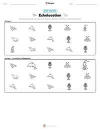 Echolocation printable worksheet preview