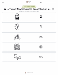 Аппарат искусственного кровообращения предварительный просмотр распечатываемого рабочего листа
