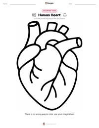 Human Heart coloring page for kids
