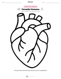 Página para colorear de Corazón Humano para niños