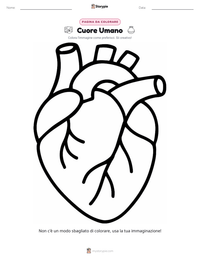 Anteprima della scheda stampabile di Cuore Umano