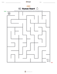 Human Heart printable worksheet preview