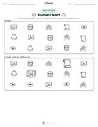 Human Heart printable worksheet preview
