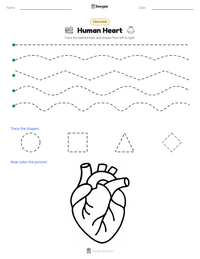 Human Heart printable worksheet preview