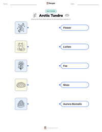 Arctic Tundra printable worksheet for kids