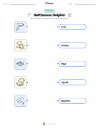 Bottlenose Dolphin printable worksheet for kids