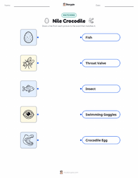 Nile Crocodile printable worksheet for kids