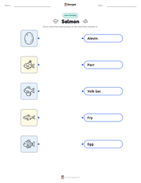 Salmon printable worksheet preview