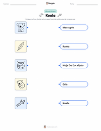 Hoja de trabajo imprimible de Koala para niños