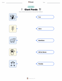 Giant Panda printable worksheet for kids