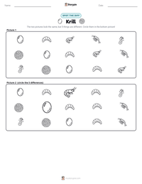 Krill printable worksheet preview