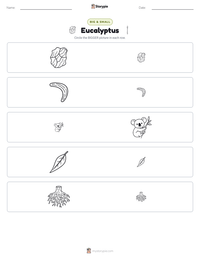 Eucalyptus printable worksheet preview