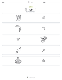 桉树 可打印工作表预览