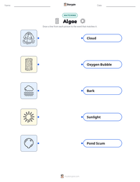 Algae printable worksheet preview
