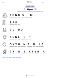 Algae printable worksheet preview