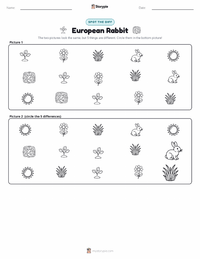 European Rabbit printable worksheet preview