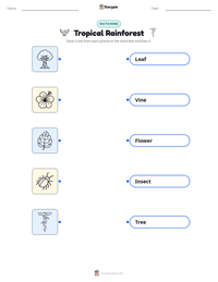 Tropical Rainforest printable worksheet preview